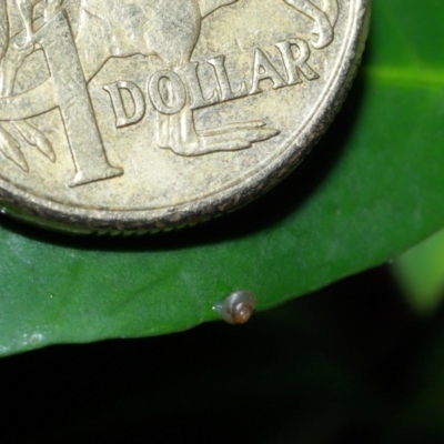 Unidentified Snail or Slug (Gastropoda) at ANBG - 10 May 2024 by TimL