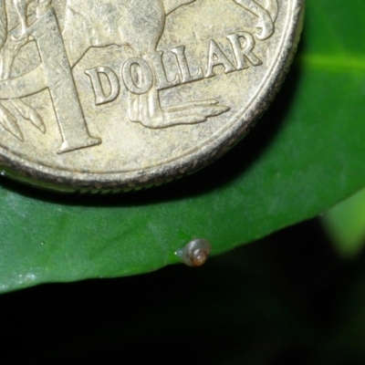 Euconulidae sp,. (family) (A land snail) at Acton, ACT - 10 May 2024 by TimL