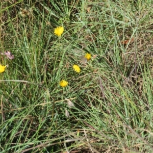 Zizina otis at St Marks Grassland (SMN) - 12 Feb 2024 09:42 PM