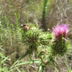 Muscidae (family) (Unidentified muscid fly) at St Marks Grassland (SMN) - 11 Feb 2024 by julbell1