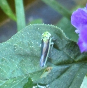 Cicadellidae (family) at Watersleigh, NSW - 14 May 2024