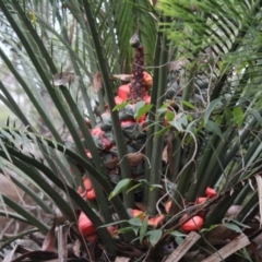 Macrozamia communis (Burrawang) at Batemans Bay, NSW - 7 May 2024 by maura