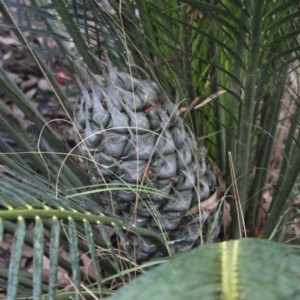 Macrozamia communis at Clyde River National Park - suppressed