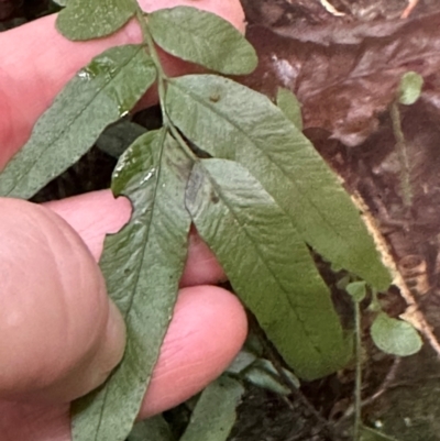 Arthropteris tenella (Climbing Fern) at Bangalee Walking Track - 14 May 2024 by lbradley