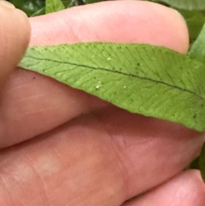 Arthropteris tenella at Watersleigh, NSW - 14 May 2024