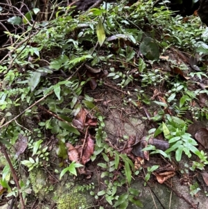 Arthropteris tenella at Bangalee Walking Track - 14 May 2024