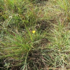 Unidentified Blue or Copper (Lycaenidae) at St Marks Grassland (SMN) - 6 Mar 2024 by julbell1