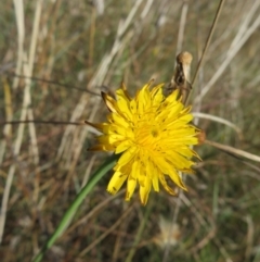 Unidentified Beetle (Coleoptera) at St Marks Grassland (SMN) - 7 Mar 2024 by julbell1