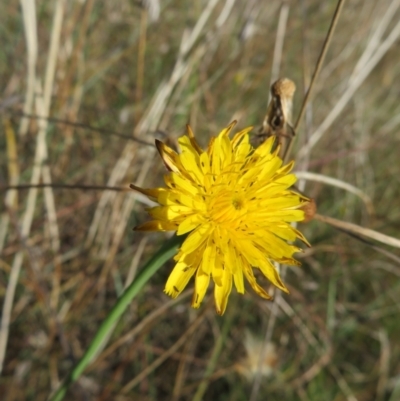 Unidentified Beetle (Coleoptera) at St Marks Grassland (SMN) - 7 Mar 2024 by julbell1