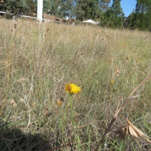 Apis mellifera at St Marks Grassland (SMN) - 7 Mar 2024