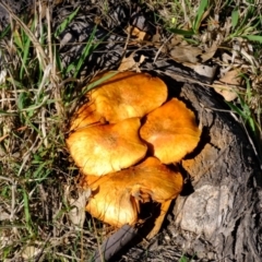 Gymnopilus junonius (Spectacular Rustgill) at Strathnairn, ACT - 14 May 2024 by Kurt