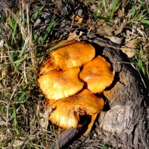 Gymnopilus junonius at Ginninderry Conservation Corridor - 14 May 2024