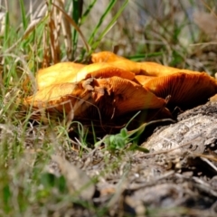 Gymnopilus junonius at Ginninderry Conservation Corridor - 14 May 2024