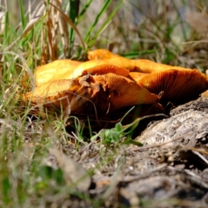 Gymnopilus junonius at Ginninderry Conservation Corridor - 14 May 2024