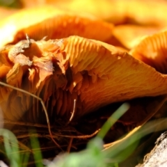 Gymnopilus junonius at Ginninderry Conservation Corridor - 14 May 2024