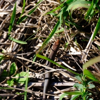 Lampropholis delicata (Delicate Skink) at Ginninderry Conservation Corridor - 14 May 2024 by Kurt