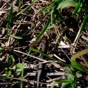 Lampropholis delicata at Ginninderry Conservation Corridor - 14 May 2024