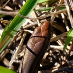 Lampropholis delicata at Ginninderry Conservation Corridor - 14 May 2024