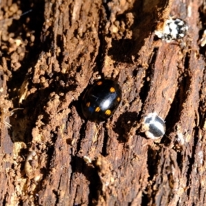 Paropsisterna octosignata at Ginninderry Conservation Corridor - 14 May 2024