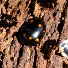 Paropsisterna octosignata at Ginninderry Conservation Corridor - 14 May 2024