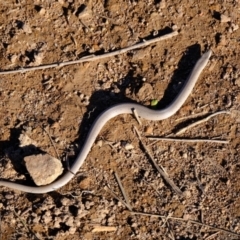 Lialis burtonis (Burton's Snake-lizard) at Strathnairn, ACT - 14 May 2024 by Kurt