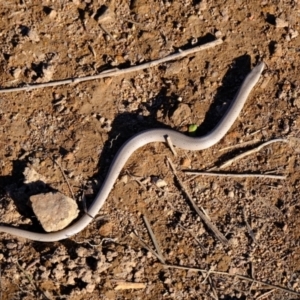 Lialis burtonis at Ginninderry Conservation Corridor - 14 May 2024