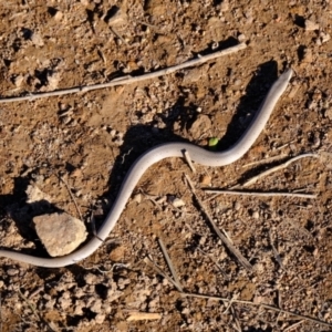 Lialis burtonis (Burton's Snake-lizard) at Ginninderry Conservation Corridor by Kurt