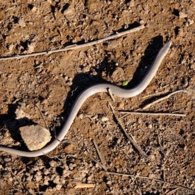 Lialis burtonis (Burton's Snake-lizard) at Ginninderry Conservation Corridor - 14 May 2024 by Kurt