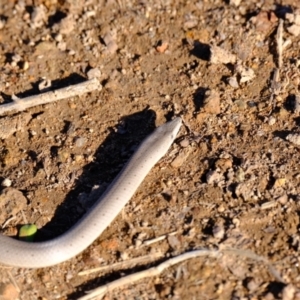 Lialis burtonis at Ginninderry Conservation Corridor - 14 May 2024