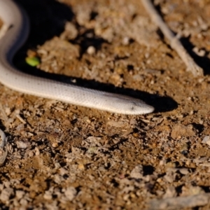 Lialis burtonis at Ginninderry Conservation Corridor - 14 May 2024