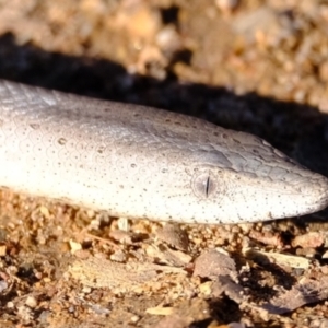 Lialis burtonis at Ginninderry Conservation Corridor - 14 May 2024