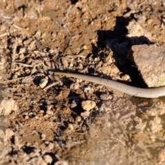 Lialis burtonis at Ginninderry Conservation Corridor - 14 May 2024