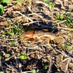 Gryllotalpa sp. (genus) (Mole Cricket) at Strathnairn, ACT - 14 May 2024 by Kurt