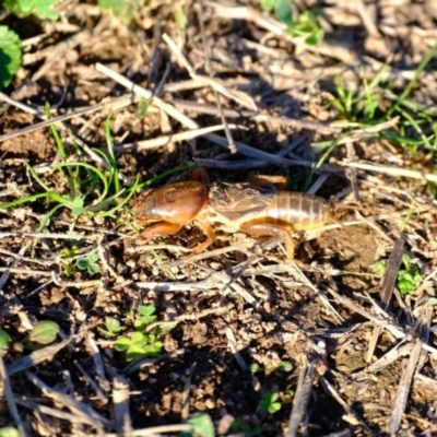 Gryllotalpa sp. (genus) (Mole Cricket) at Strathnairn, ACT - 14 May 2024 by Kurt