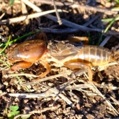 Gryllotalpa sp. (genus) at Ginninderry Conservation Corridor - 14 May 2024