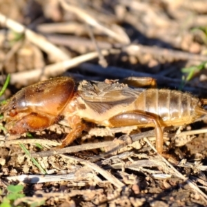 Gryllotalpa sp. (genus) at Ginninderry Conservation Corridor - 14 May 2024