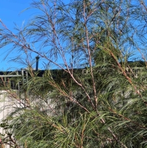 Grevillea sp. at Higgins, ACT - 14 May 2024