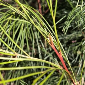 Grevillea sp. at Higgins, ACT - 14 May 2024