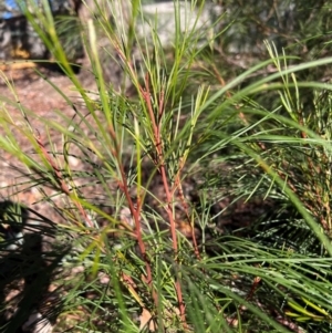 Grevillea sp. at Higgins, ACT - 14 May 2024