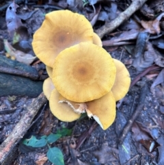 Unidentified Cap on a stem; gills below cap [mushrooms or mushroom-like] at Watersleigh, NSW - 14 May 2024 by lbradley