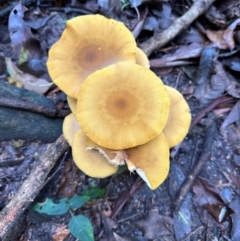 Armillaria sp. (A honey fungus) at Watersleigh, NSW - 14 May 2024 by lbradley