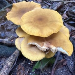 Armillaria sp. at Watersleigh, NSW - 14 May 2024 03:24 PM