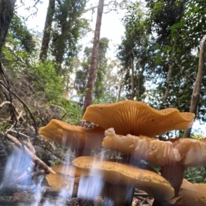 Armillaria sp. at Watersleigh, NSW - 14 May 2024