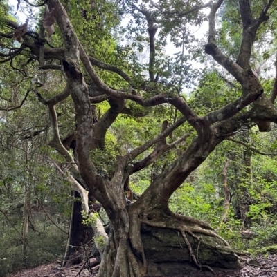 Ficus rubiginosa (Port Jackson or Rusty Fig) at Bangalee Walking Track - 14 May 2024 by lbradleyKV