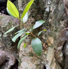 Ficus rubiginosa at Watersleigh, NSW - 14 May 2024