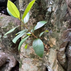 Ficus rubiginosa at Watersleigh, NSW - 14 May 2024 03:31 PM