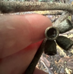 Eucalyptus saligna x botryoides at Watersleigh, NSW - 14 May 2024 03:35 PM