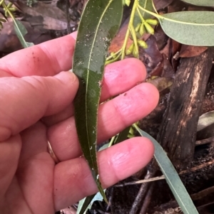 Eucalyptus saligna x botryoides at Watersleigh, NSW - 14 May 2024