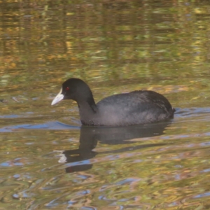 Fulica atra at Jerrabomberra Wetlands - 13 May 2024