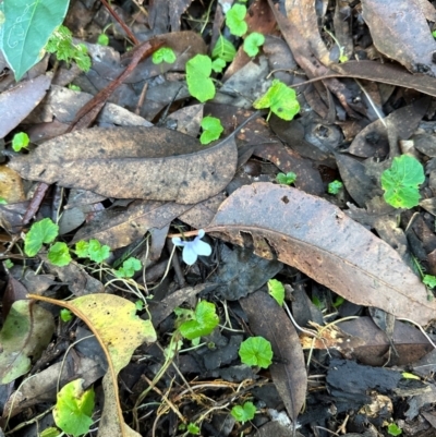 Viola sp. (Violet) at Bangalee, NSW - 14 May 2024 by lbradley